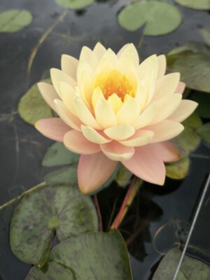 Nymphaea 'Florida Sunset'