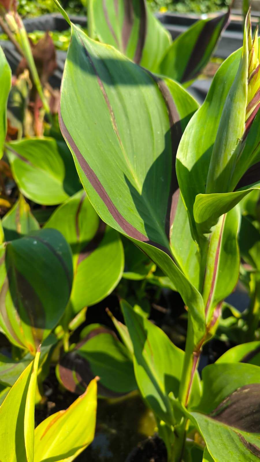 Canna 'Cleopatra' - immagine 2