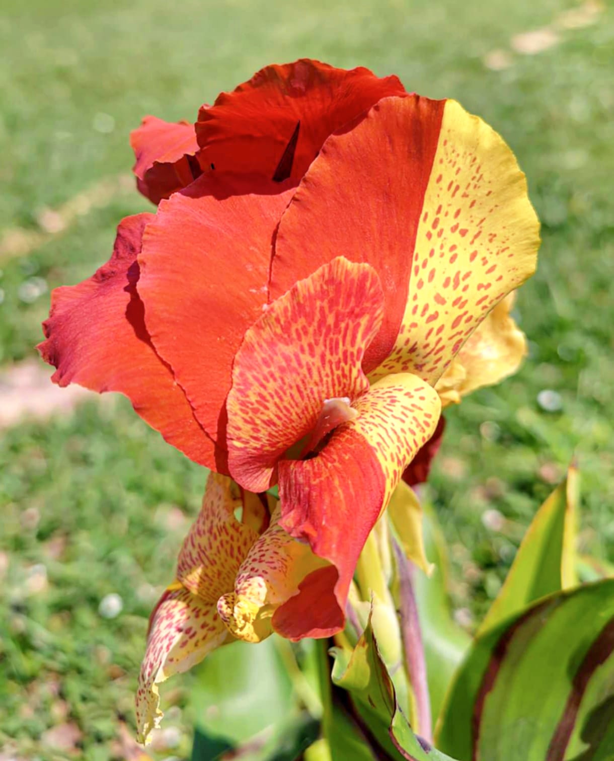 Canna 'Cleopatra'
