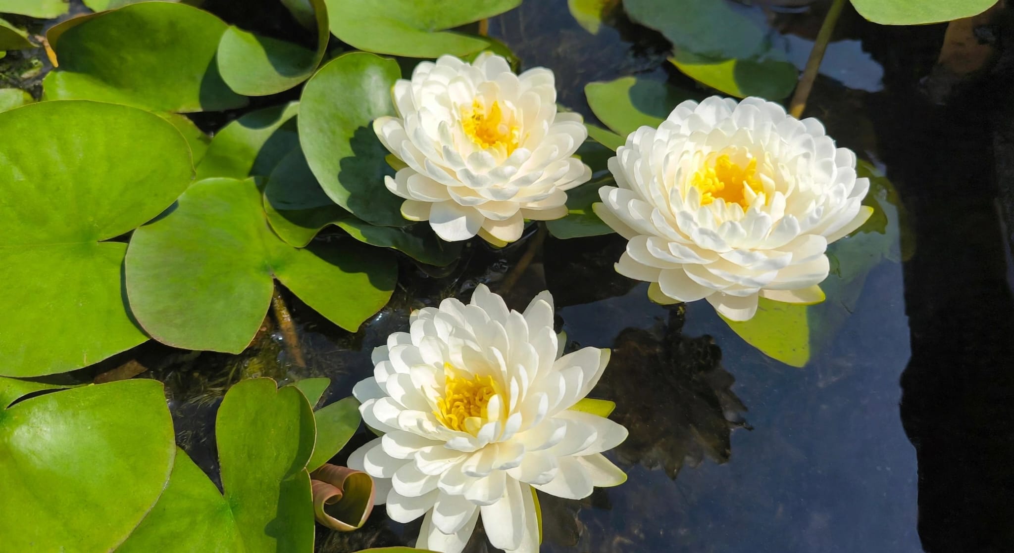 Nymphaea 'Phuttakoon' - immagine 2